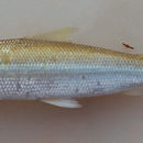 Image of Hemiodus immaculatus Kner 1858