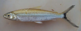 Image of Hemiodus immaculatus Kner 1858