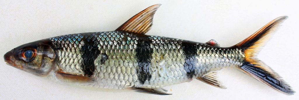 Image of Barred hemiodus