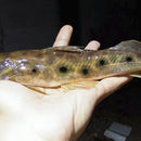 Image of Porthole shovelnose catfish