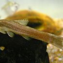 Image of Hisonotus notopagos Carvalho & Reis 2011