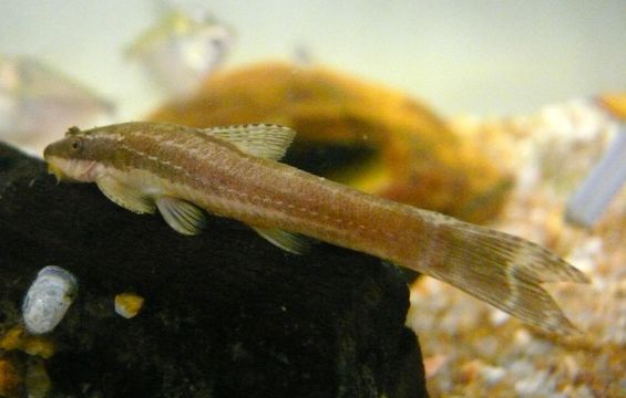 Hisonotus notopagos Carvalho & Reis 2011的圖片