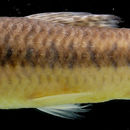 Hoplerythrinus unitaeniatus (Spix & Agassiz 1829) resmi