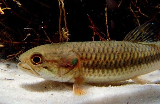 Hoplerythrinus unitaeniatus (Spix & Agassiz 1829) resmi