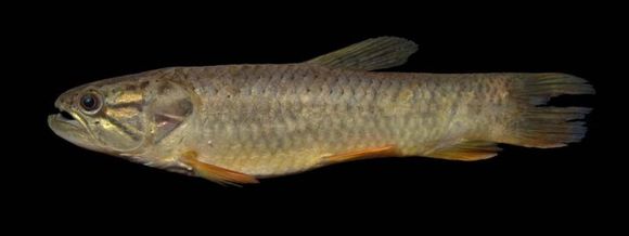 Hoplerythrinus unitaeniatus (Spix & Agassiz 1829) resmi