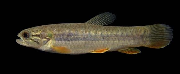 Hoplerythrinus unitaeniatus (Spix & Agassiz 1829) resmi