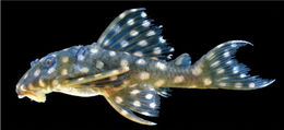 Image of Hypancistrus contradens Armbruster, Lujan & Taphorn 2007