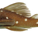 Image of <i>Hypancistrus inspector</i> Armbruster 2002