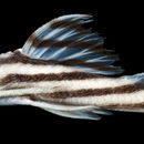 Image of Zebra pleco