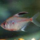 Hyphessobrycon erythrostigma (Fowler 1943) resmi