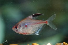 Hyphessobrycon erythrostigma (Fowler 1943) resmi