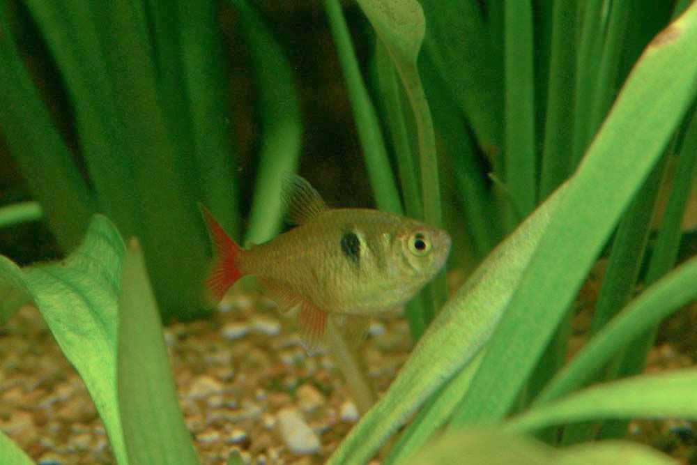 Image of Flame tetra