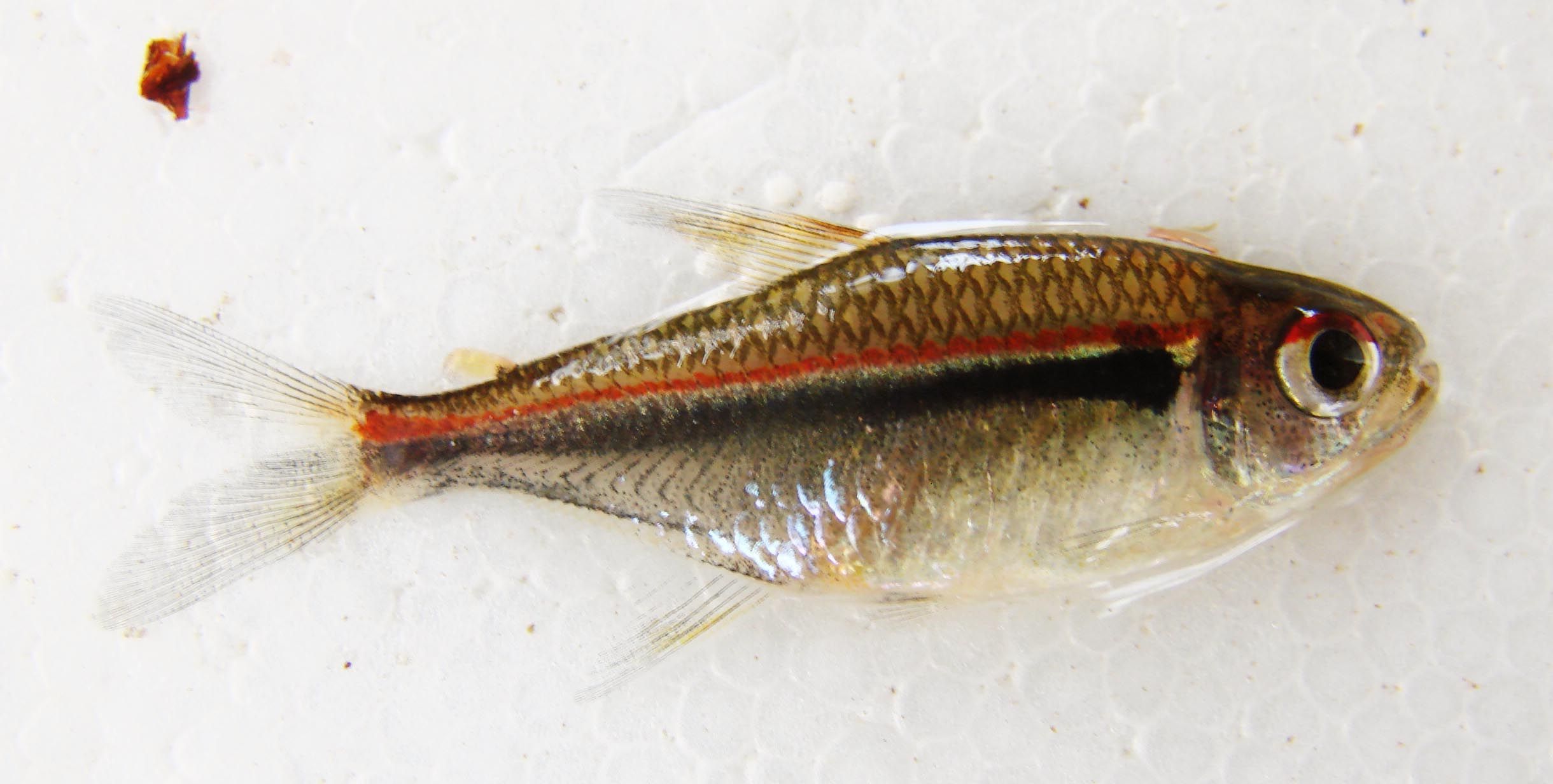 Image of Belgian flag tetra