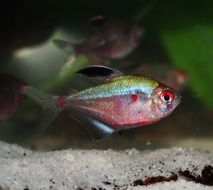 Image of Bleeding heart tetra