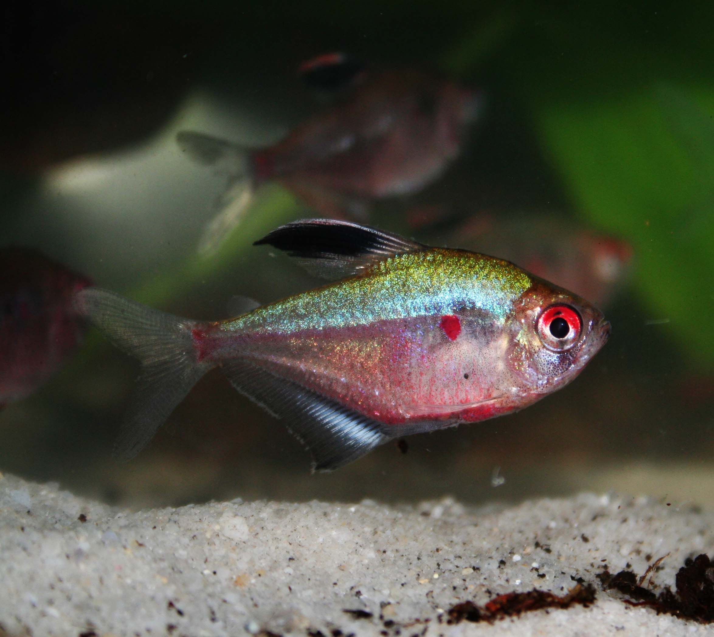 Image of Bleeding heart tetra