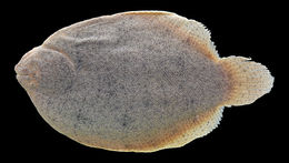 Image of Hypoclinemus