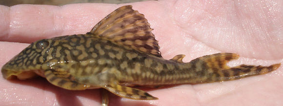 Imagem de Hypostomus faveolus Zawadzki, Birindelli & Lima 2008