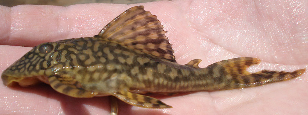 Hypostomus faveolus Zawadzki, Birindelli & Lima 2008的圖片