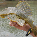 Hypostomus faveolus Zawadzki, Birindelli & Lima 2008的圖片