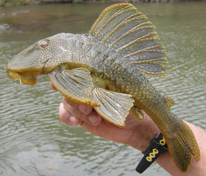 Hypostomus faveolus Zawadzki, Birindelli & Lima 2008的圖片