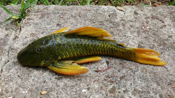 Hypostomus luteus (Godoy 1980)的圖片