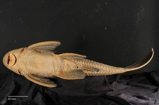 Image of Hypostomus tapijara Oyakawa, Akama & Zanata 2005