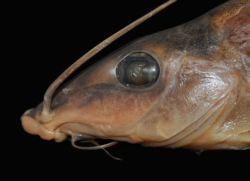 Image of Iheringichthys