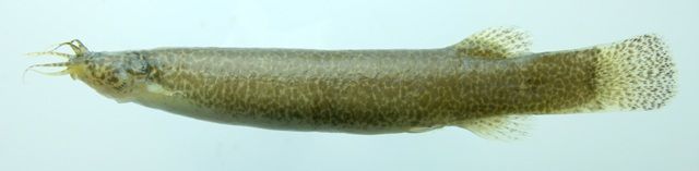 Image of Trichomycterinae