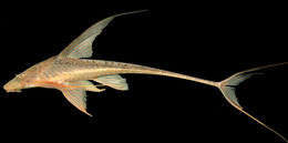 Image of Lamontichthys filamentosus (La Monte 1935)