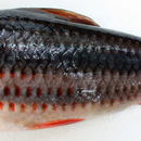 Image of Lipstick leporinus