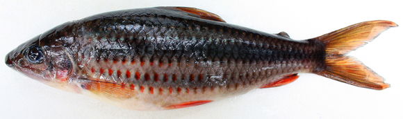 Image of Lipstick leporinus