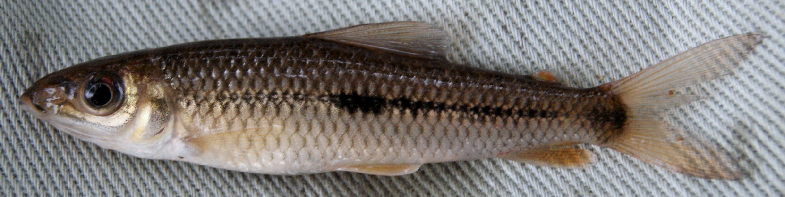 Image of Leporinus britskii Feitosa, Santos & Birindelli 2011