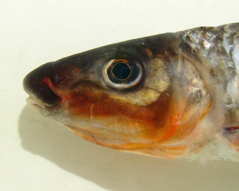 Image of Leporinus brunneus Myers 1950