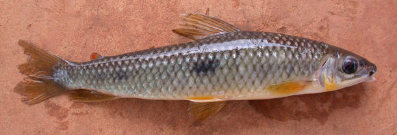 Leporinus cylindriformis Borodin 1929 resmi