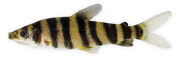 Image of Banded leporinus