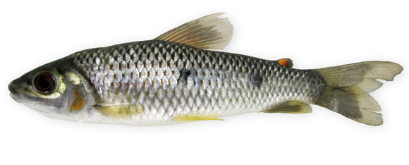 Image of Characin