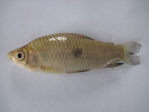 Image of Leporinus lacustris Amaral Campos 1945