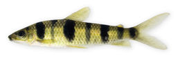 Image of Spotted leporinus