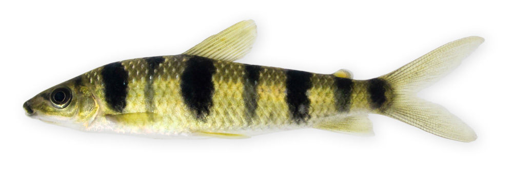 Image of Spotted leporinus