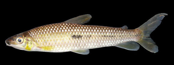 Image of Halfline leporinus