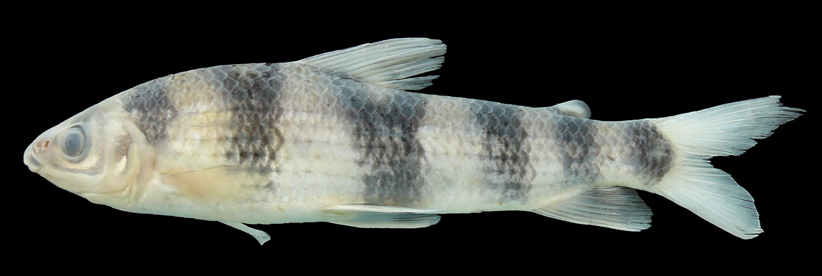 Image of Leporinus pearsoni Fowler 1940