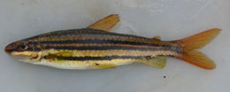 Image of Leporinus sexstriatus Britski & Garavello 1980