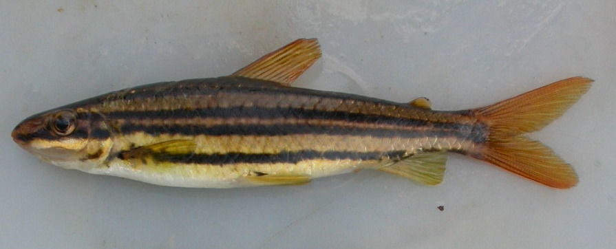 Leporinus sexstriatus Britski & Garavello 1980 resmi