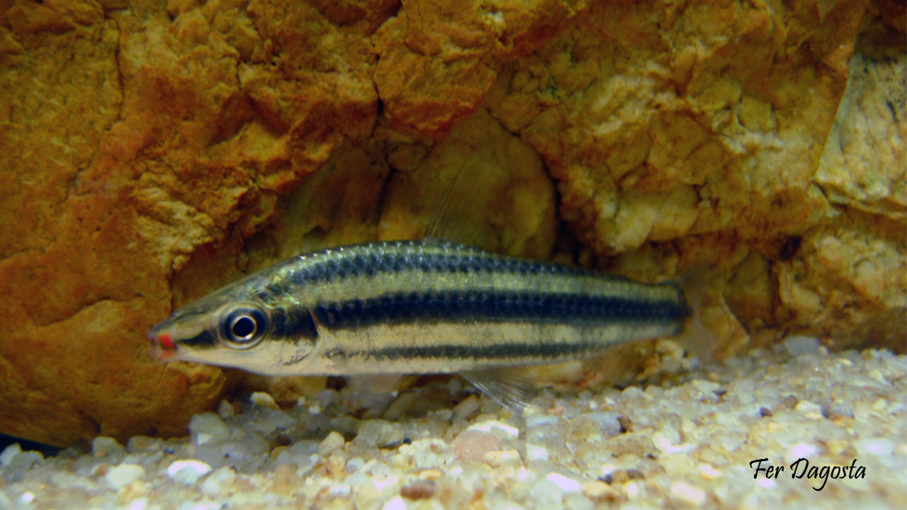 Leporinus striatus Kner 1858 resmi