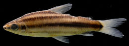 Leporinus striatus Kner 1858 resmi