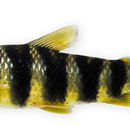 Image of Leporinus tigrinus Borodin 1929