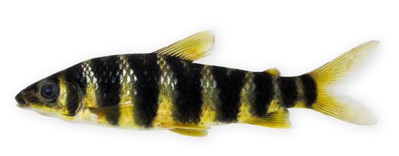 Image of Leporinus tigrinus Borodin 1929