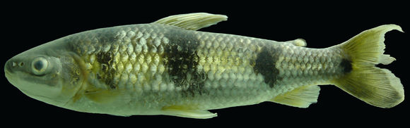 Image of Leporinus trifasciatus Steindachner 1876