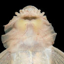 Image of Limatulichthys griseus (Eigenmann 1909)