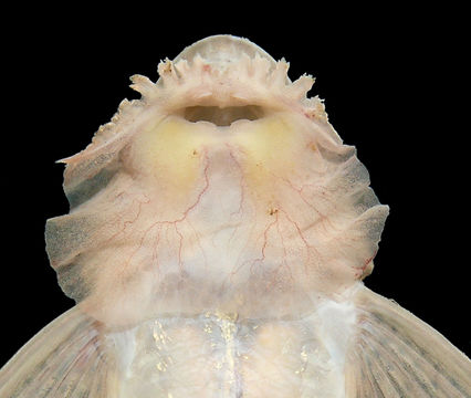Image of Limatulichthys